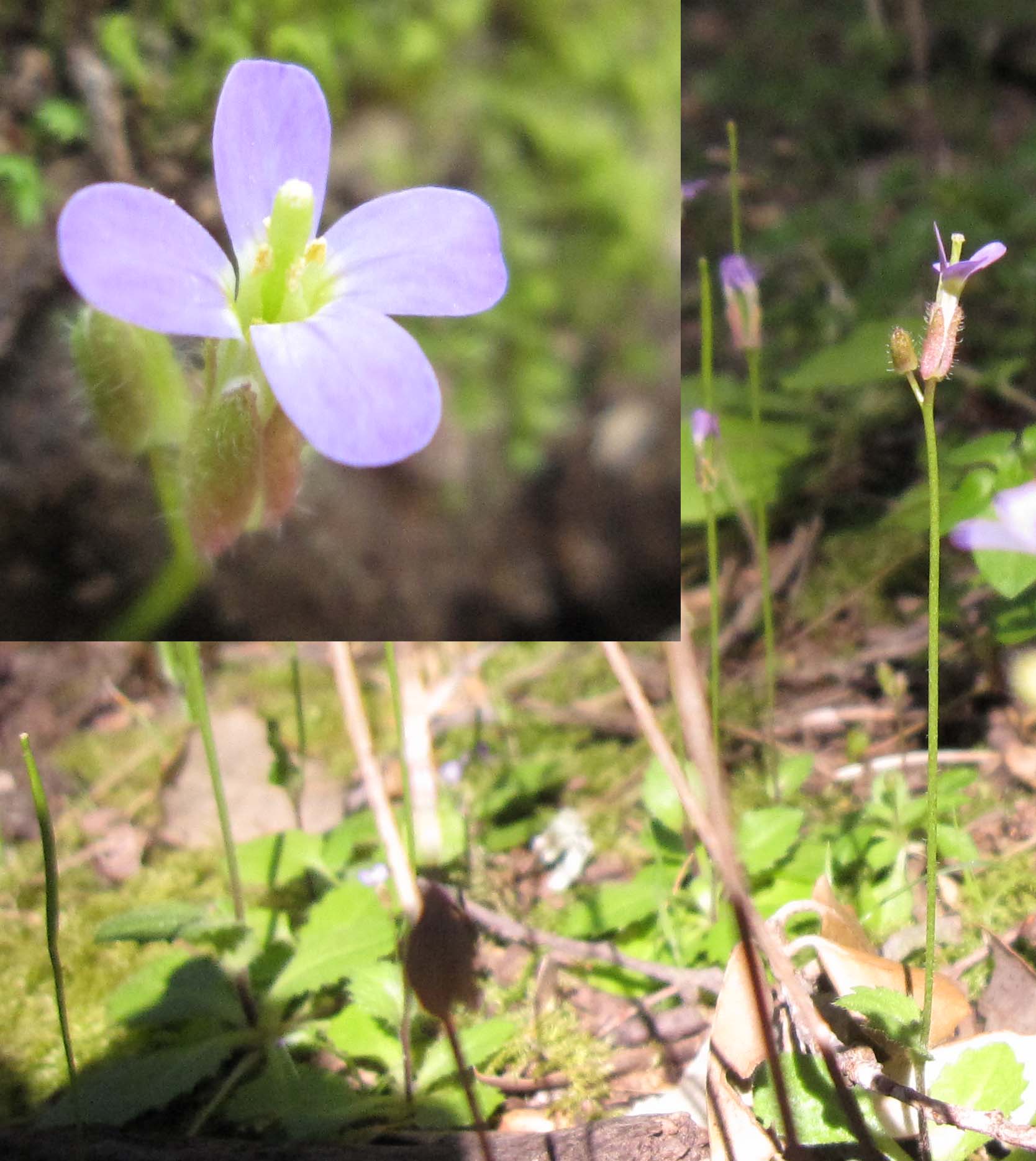 Arabis verna