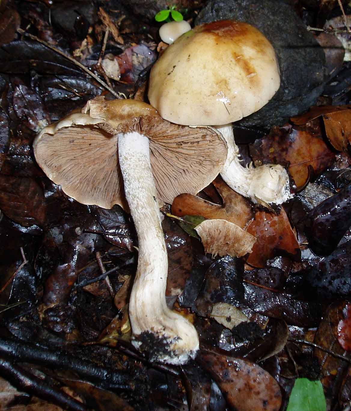 funghi col freddo