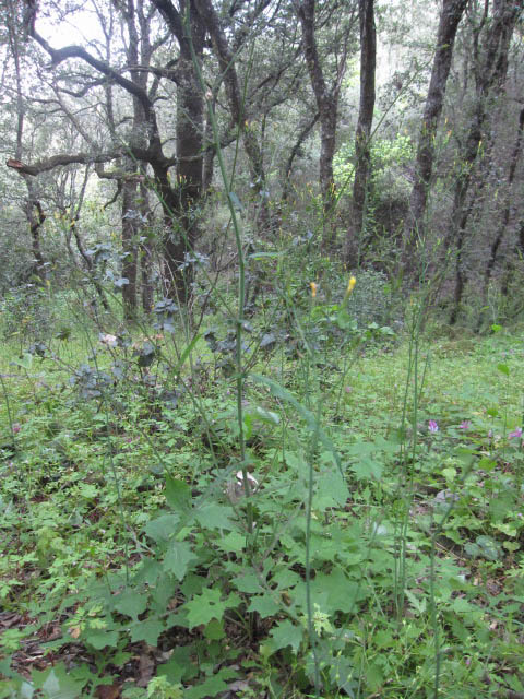 Silene latifolia e Lactuca muralis