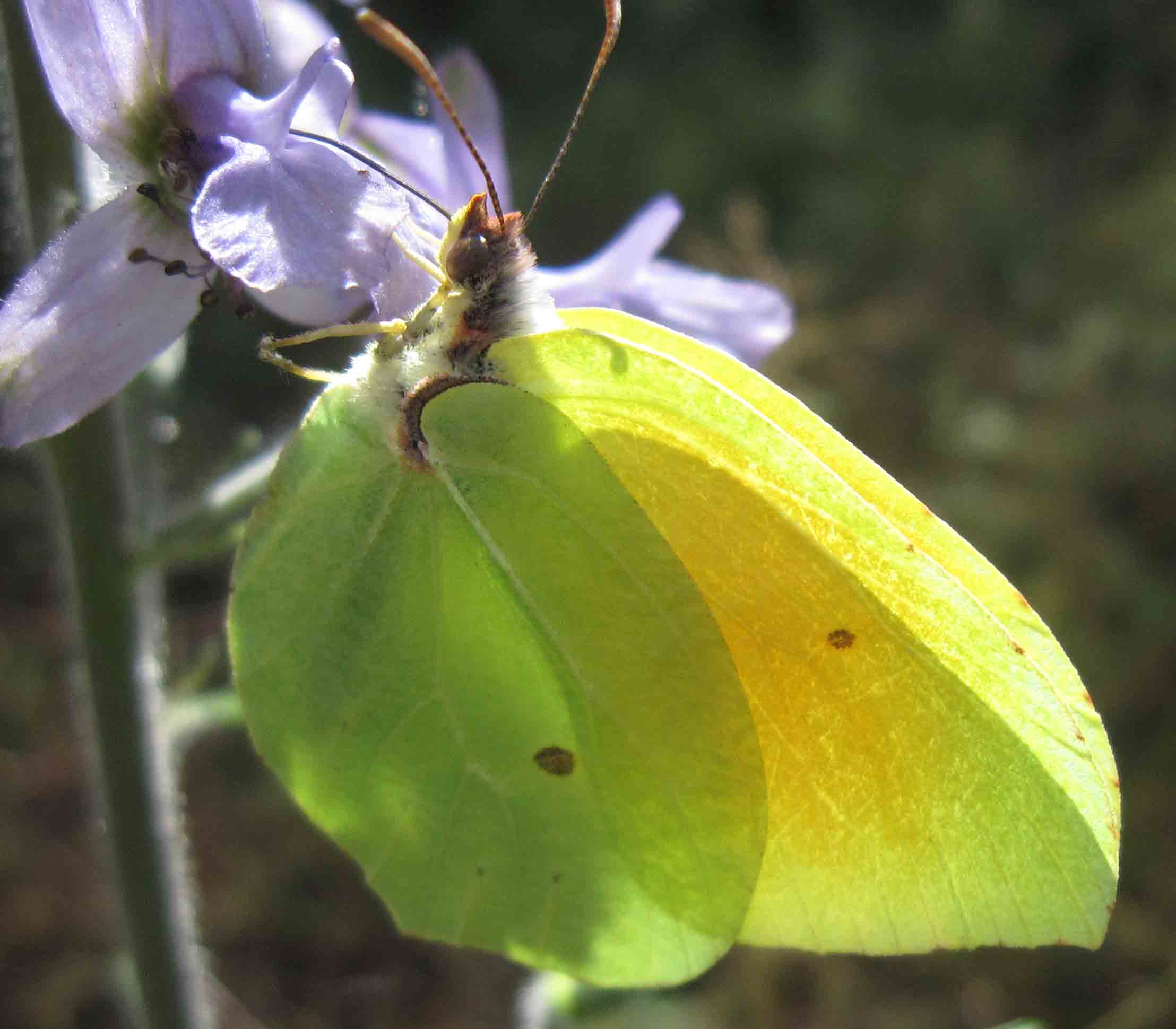 Colias crocea - No, Gonepteryx cleopatra