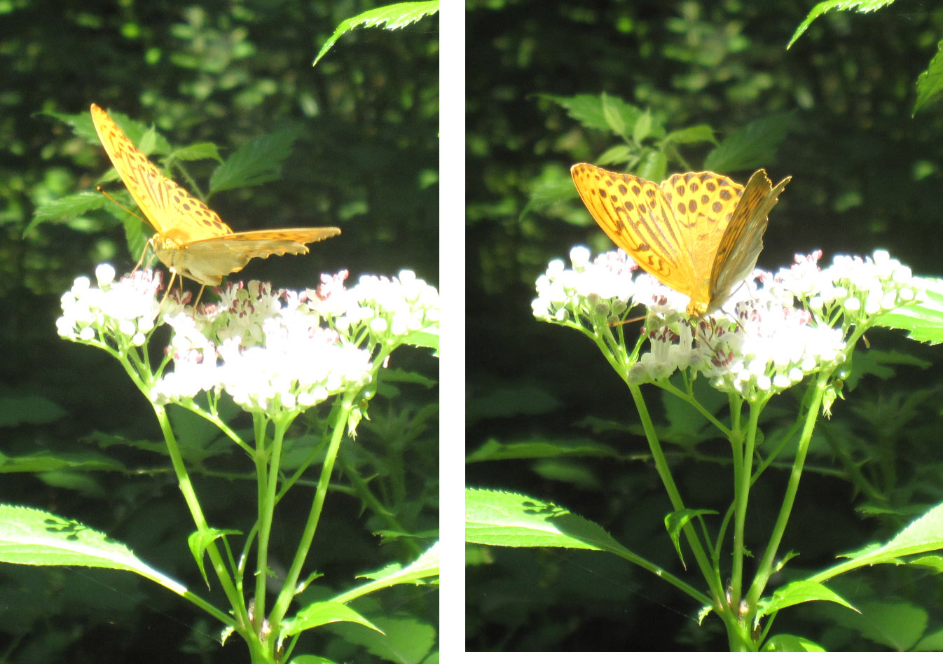 Che farfalla? Argynnis paphia maschio