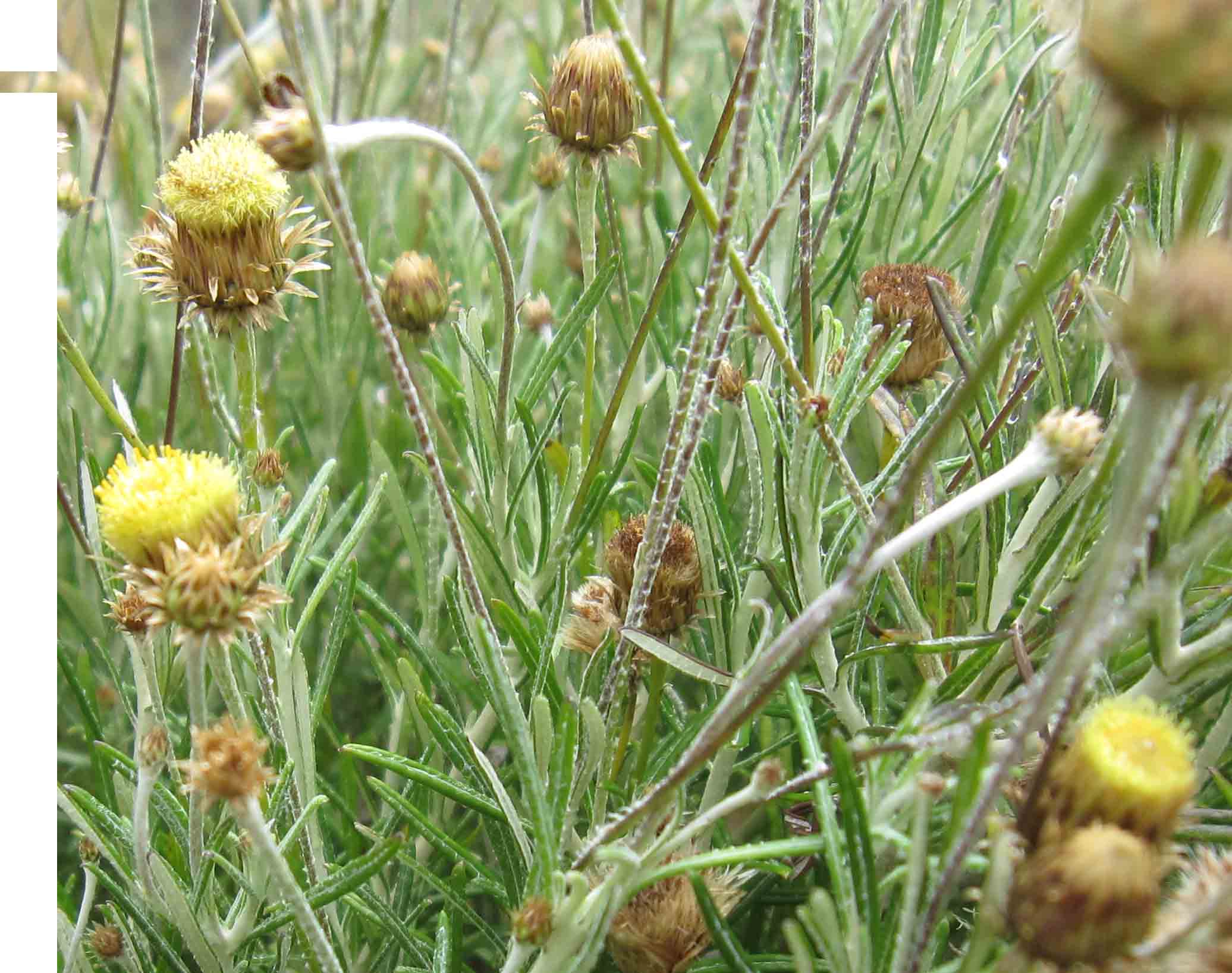 Sui graniti sardi : Brimeura fastigiata  - Phagnalon saxatile - Rumex scutatus