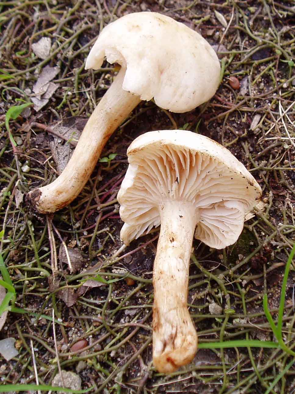 funghi col freddo