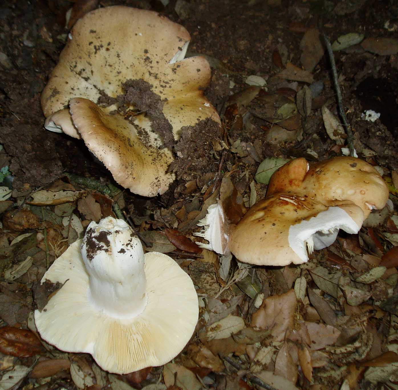 funghi a giugno