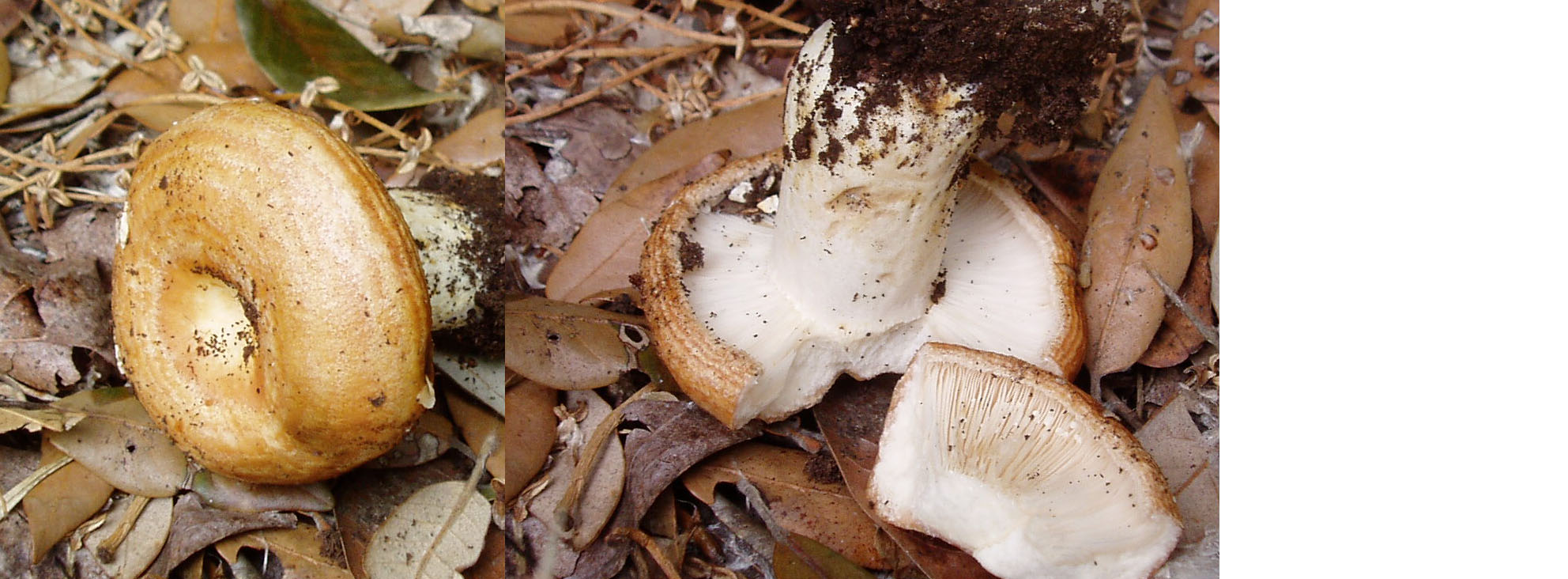 ancora pioggia e funghi