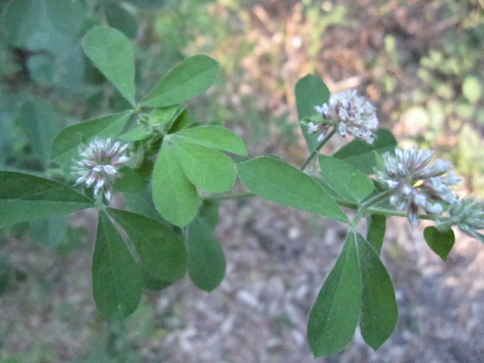 Lotus rectus (=Dorycnium rectum) / Trifoglino palustre