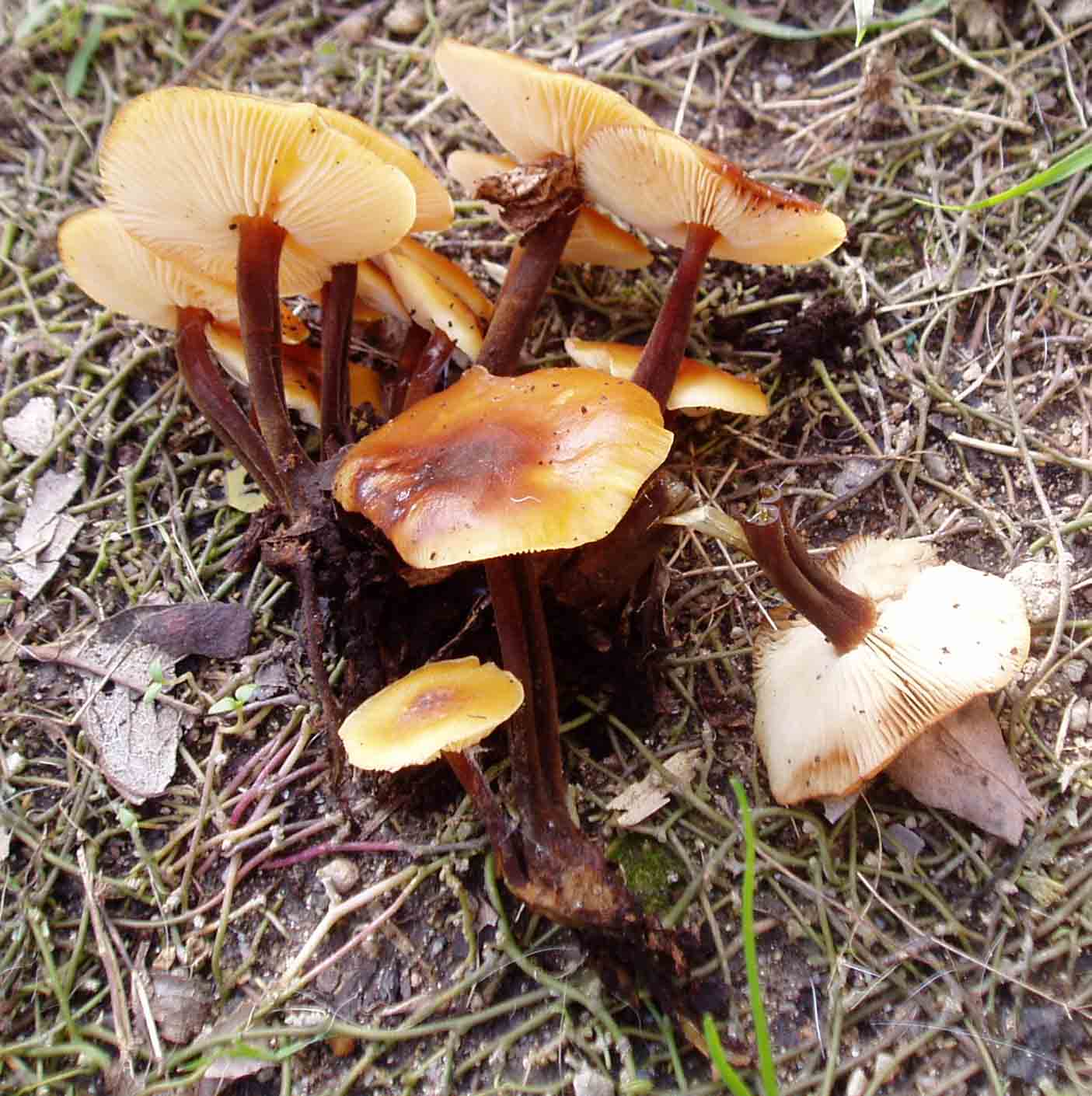 funghi col freddo