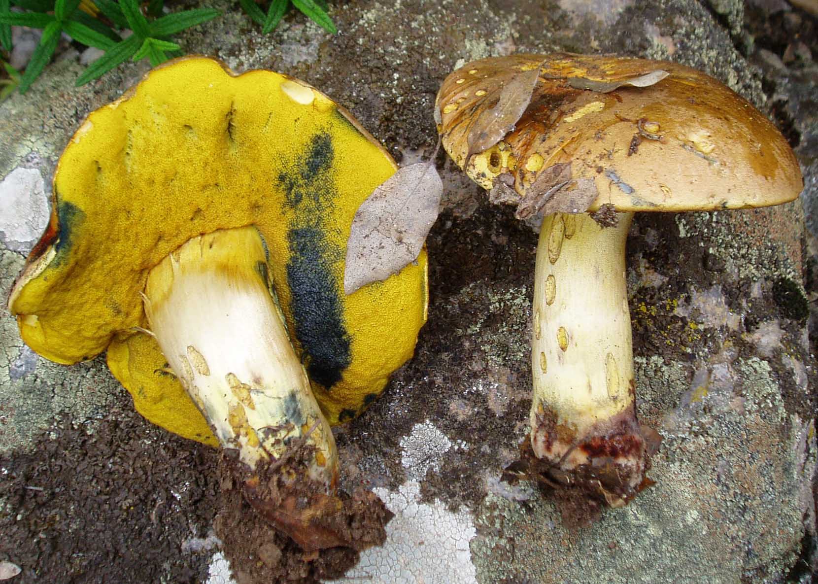 funghi a giugno