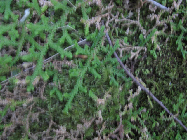 Selaginella denticulata