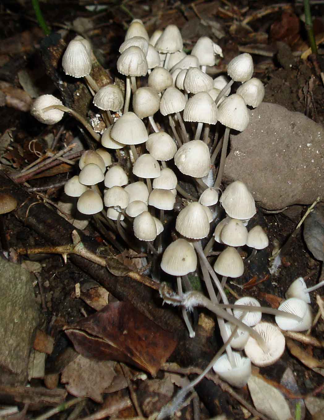 funghi col freddo