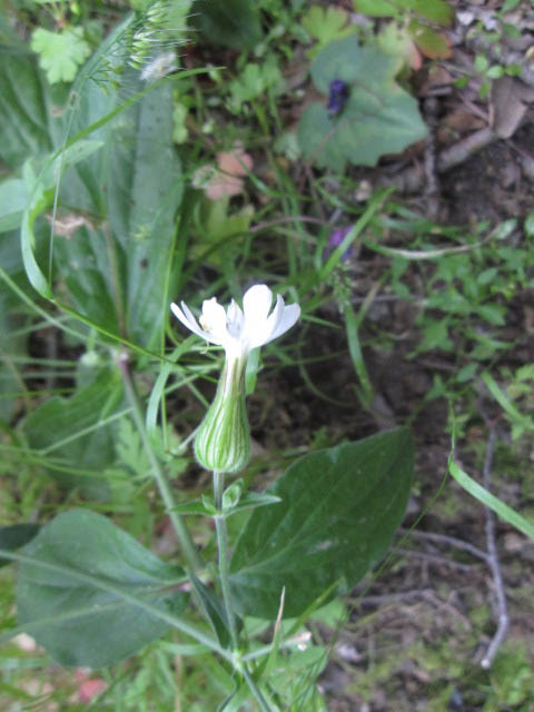 Silene latifolia e Lactuca muralis