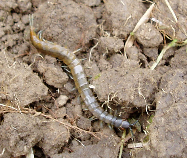 Scolopendra oraniensis