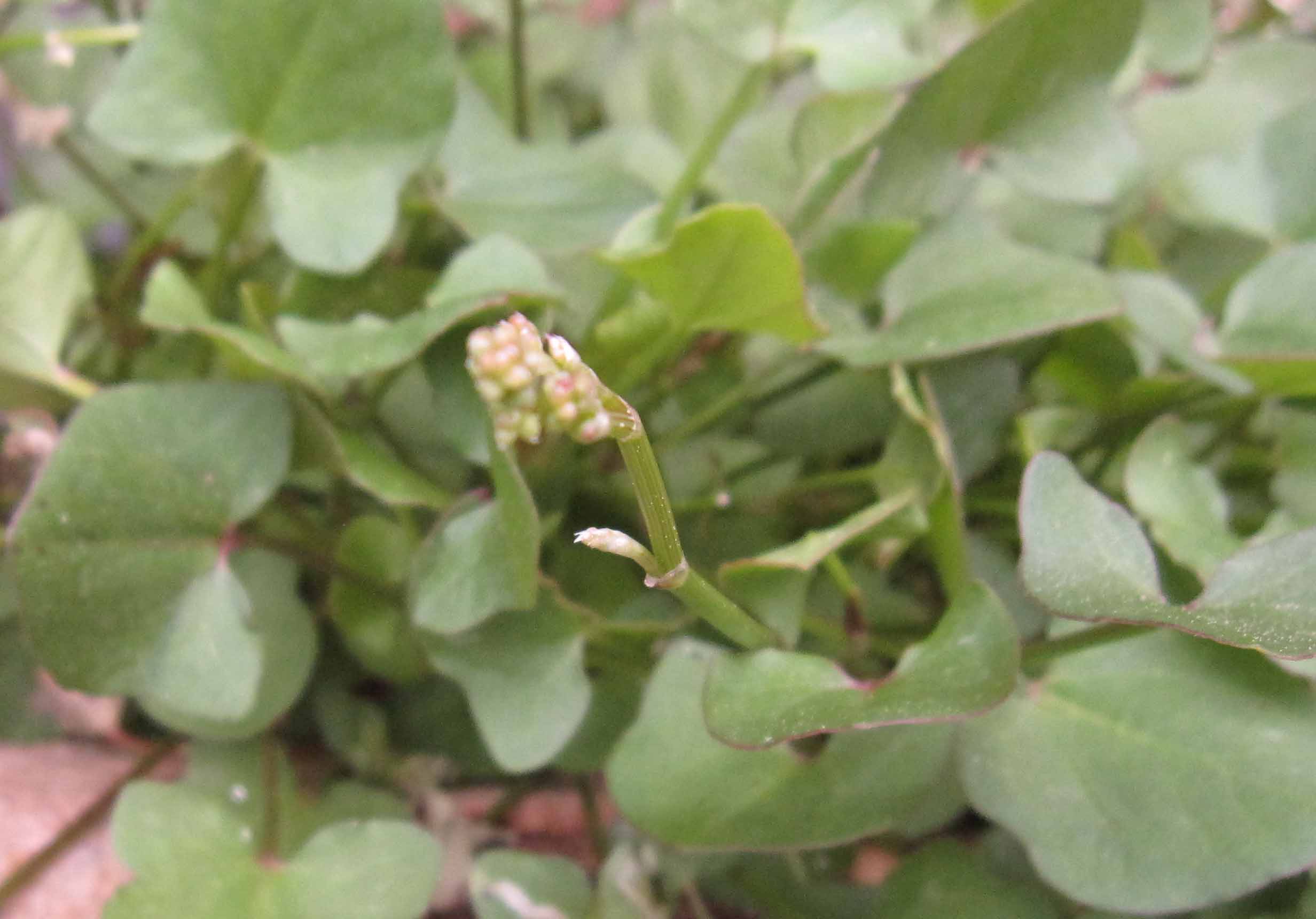 Sui graniti sardi : Brimeura fastigiata  - Phagnalon saxatile - Rumex scutatus