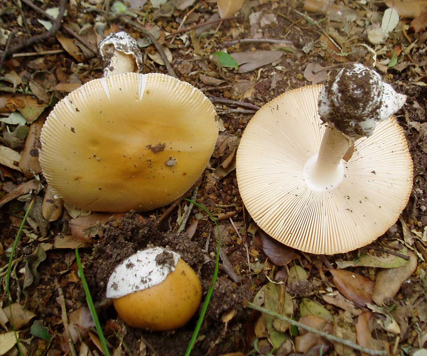 funghi a giugno