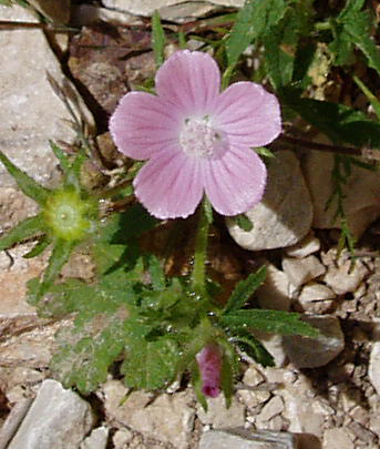 Fiore nel Supramonte - Althaea hirsuta