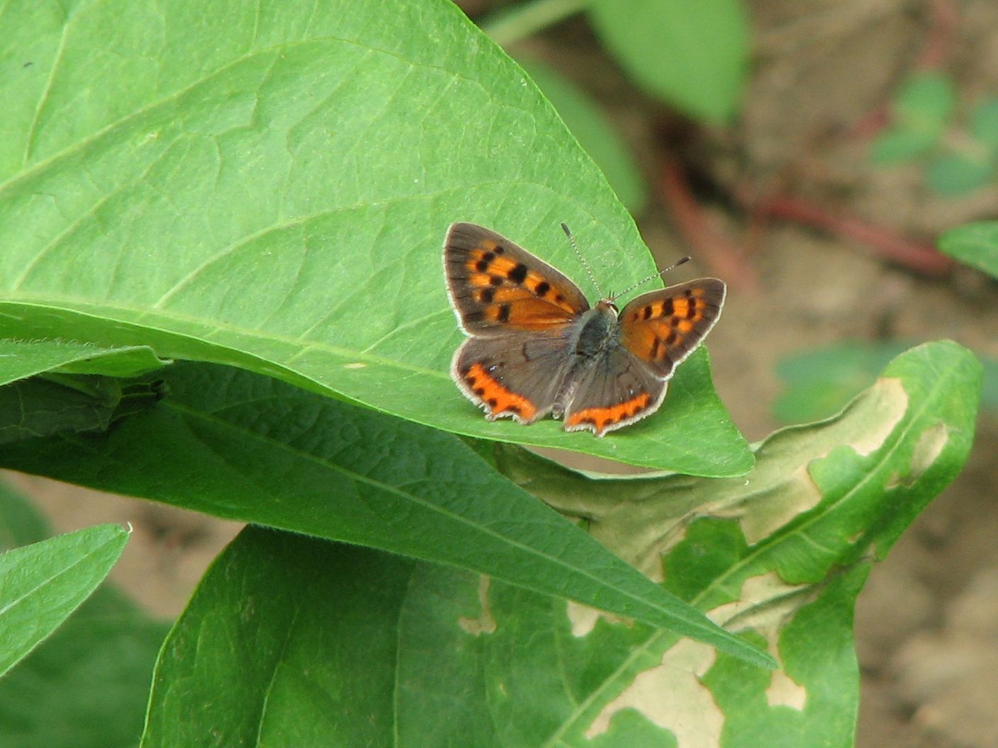 Lycaena phlaeas