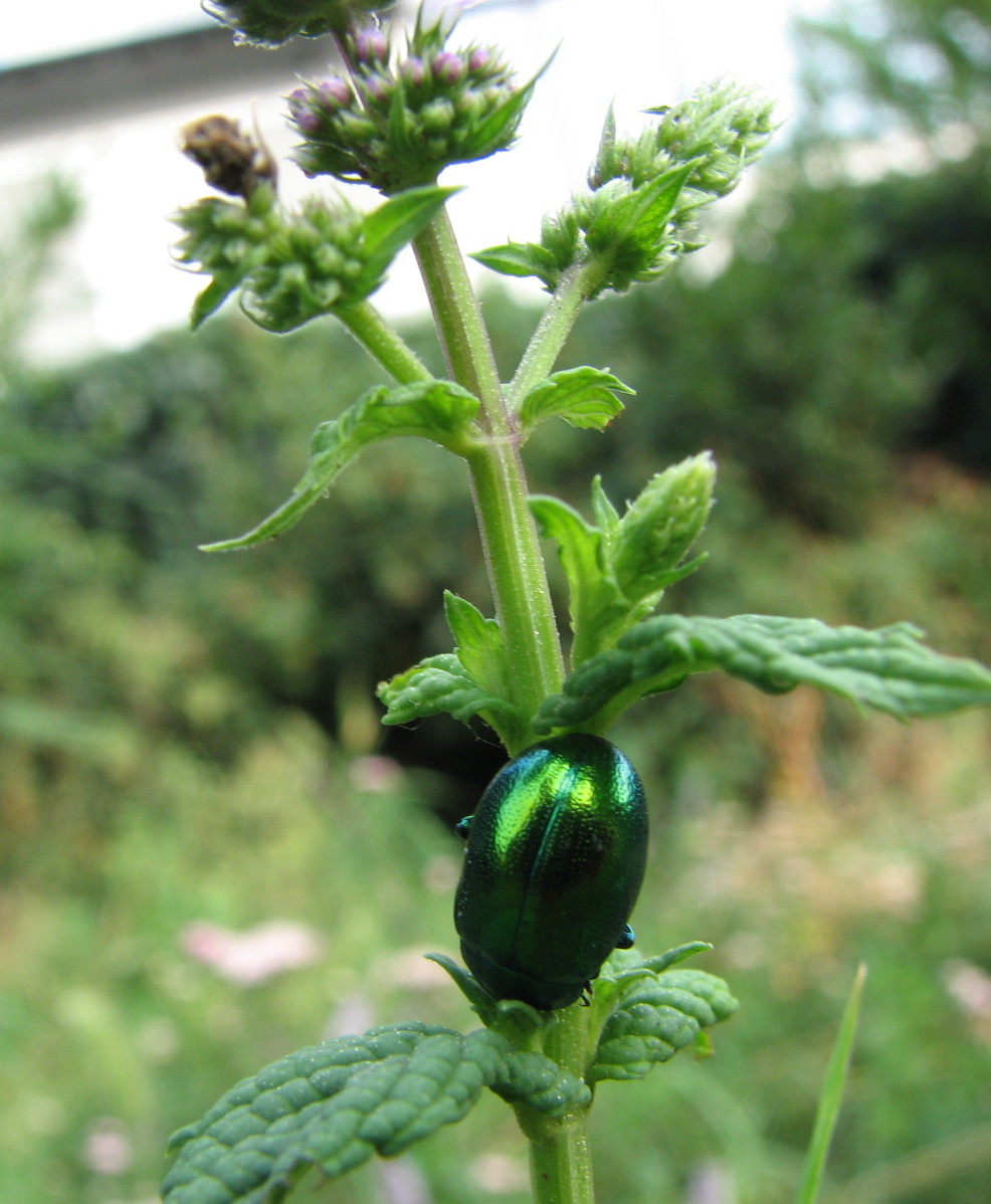 Chrysomela herbacea