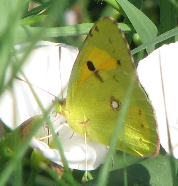 Colias croceus o alfacariensis???