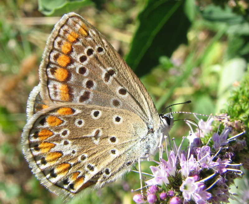 Polyommatus icarus?