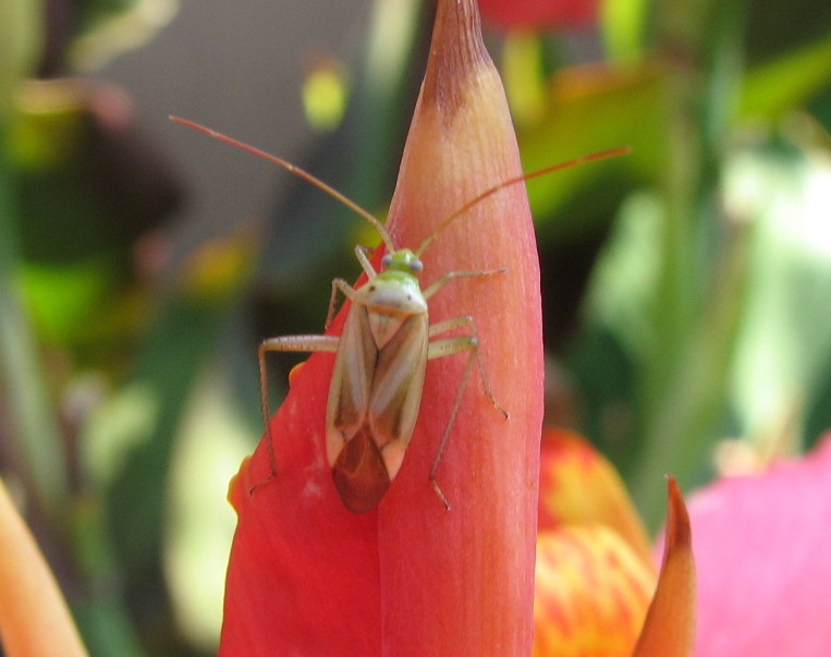 Adelphocoris lineolatus????