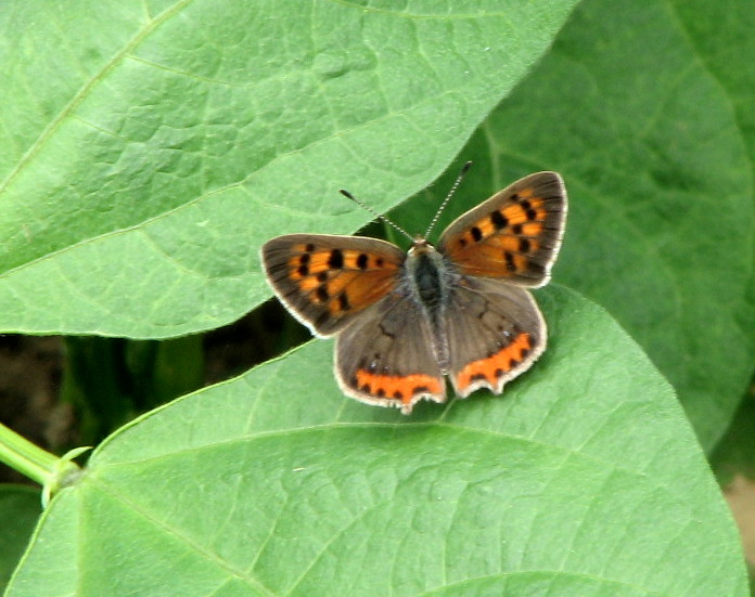 Lycaena phlaeas