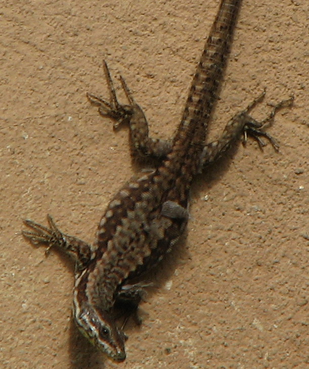 podarcis muralis con zampette strane