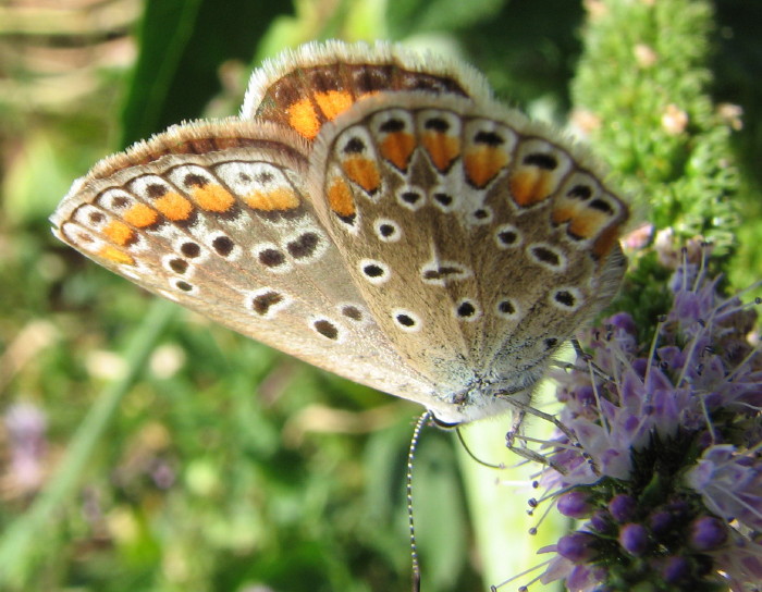 Polyommatus icarus?