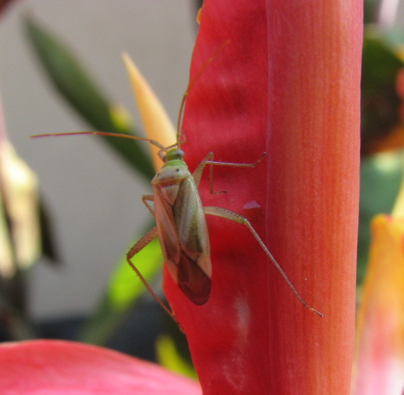 Adelphocoris lineolatus????