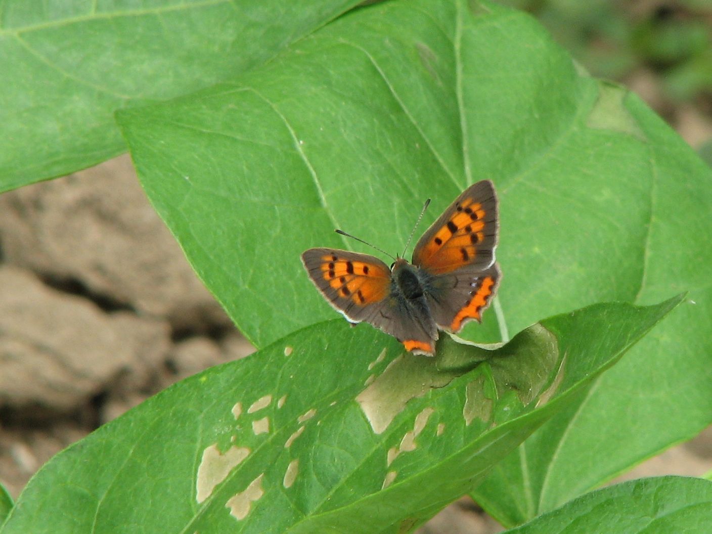 Lycaena phlaeas