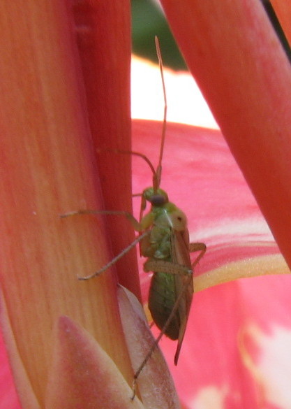 Adelphocoris lineolatus????