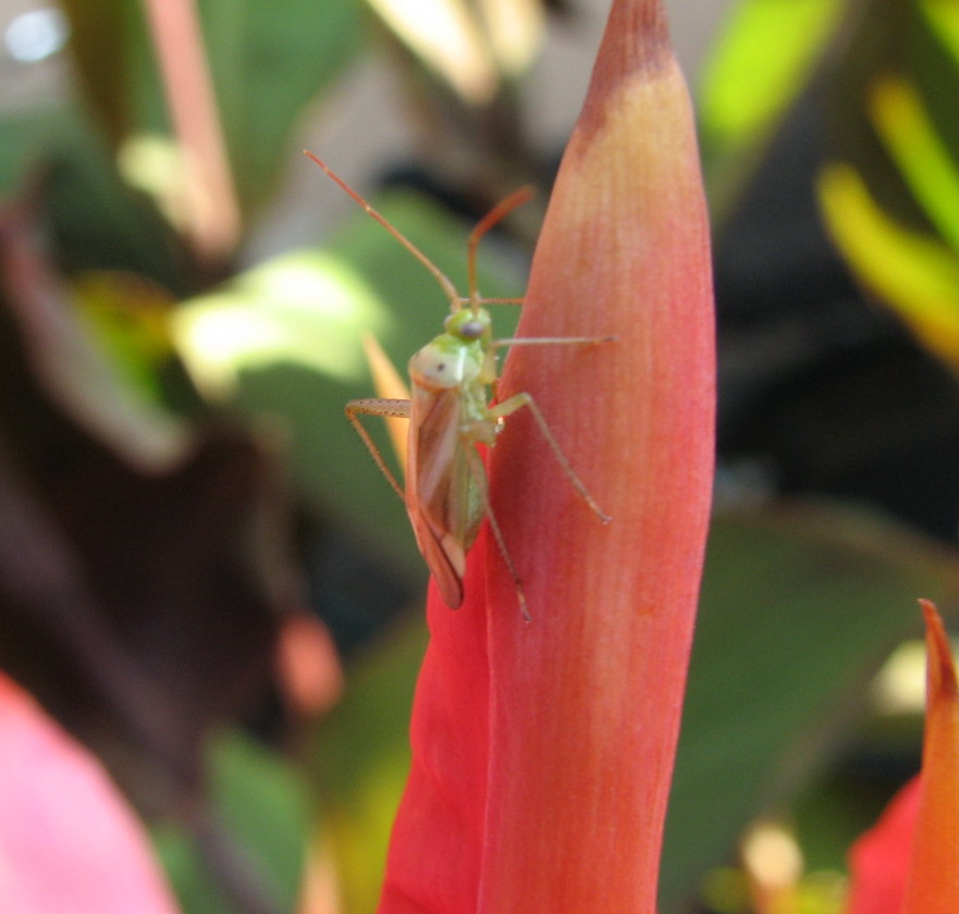 Adelphocoris lineolatus????