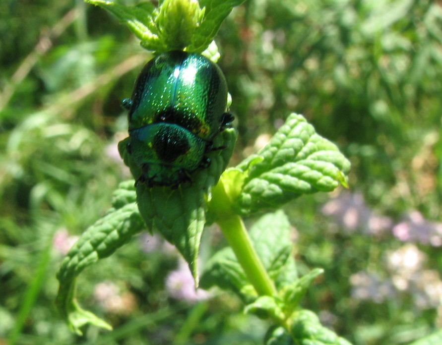 Chrysomela herbacea