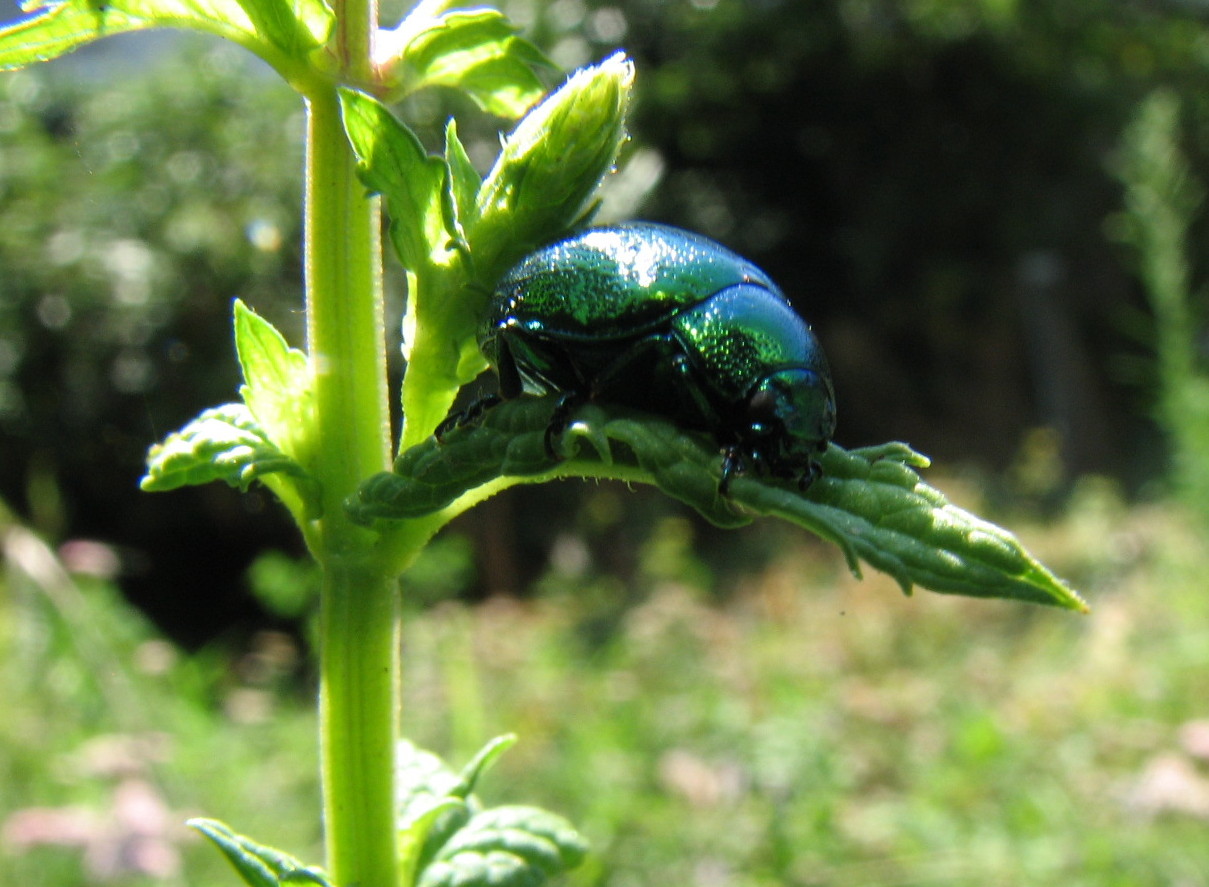 Chrysomela herbacea