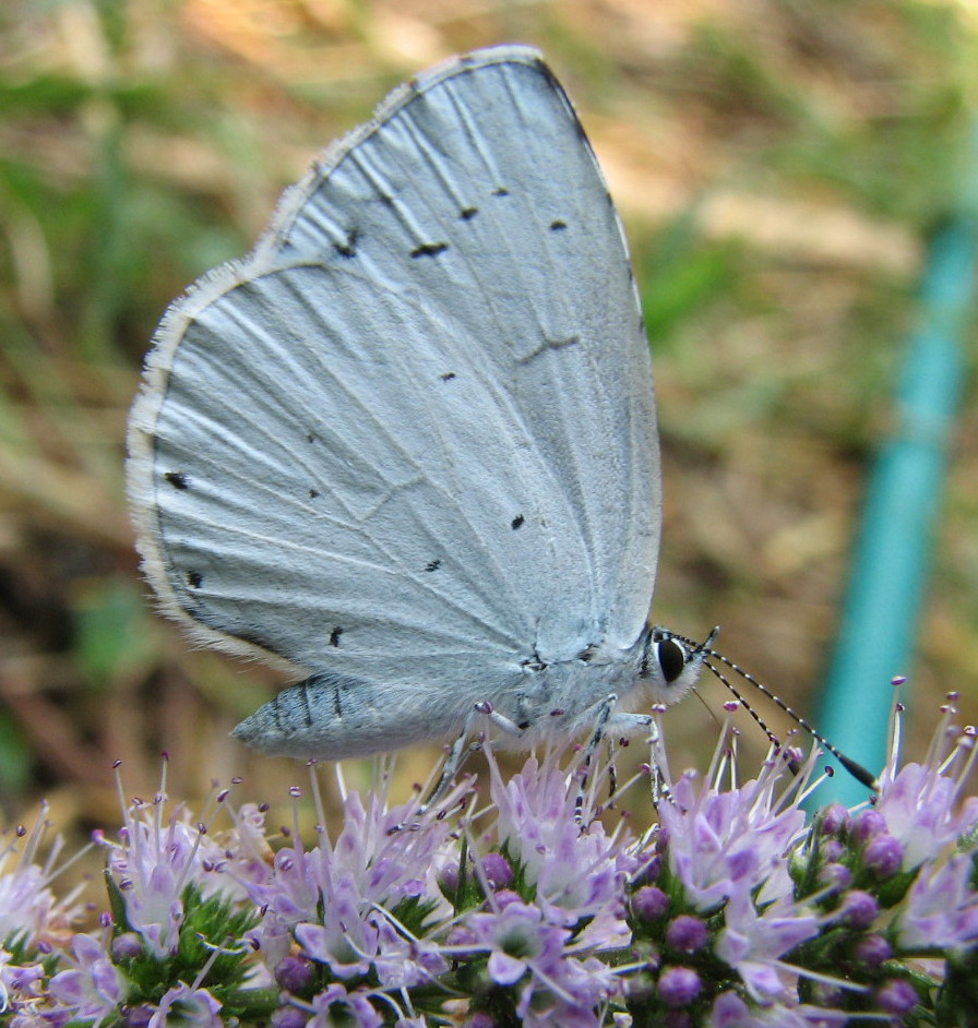 Celastrina argiolus?