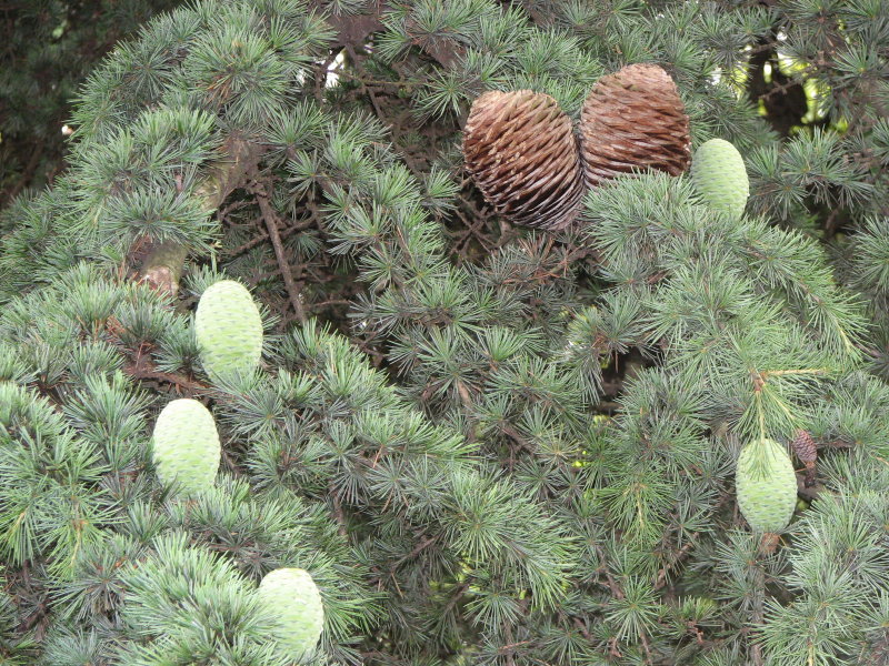 cedrus atlantica o libani?