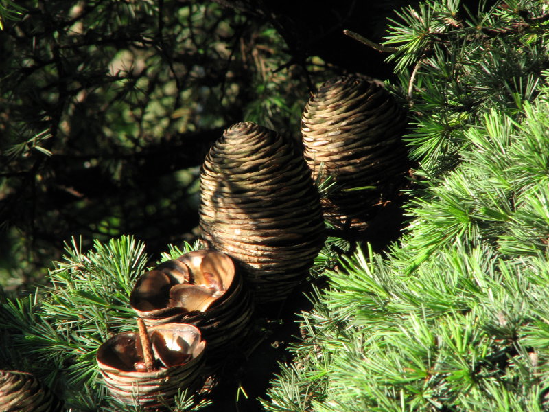 cedrus atlantica o libani?