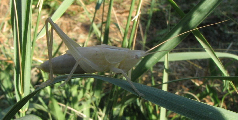 Ninfa lattiginosa: Ruspolia nitidula