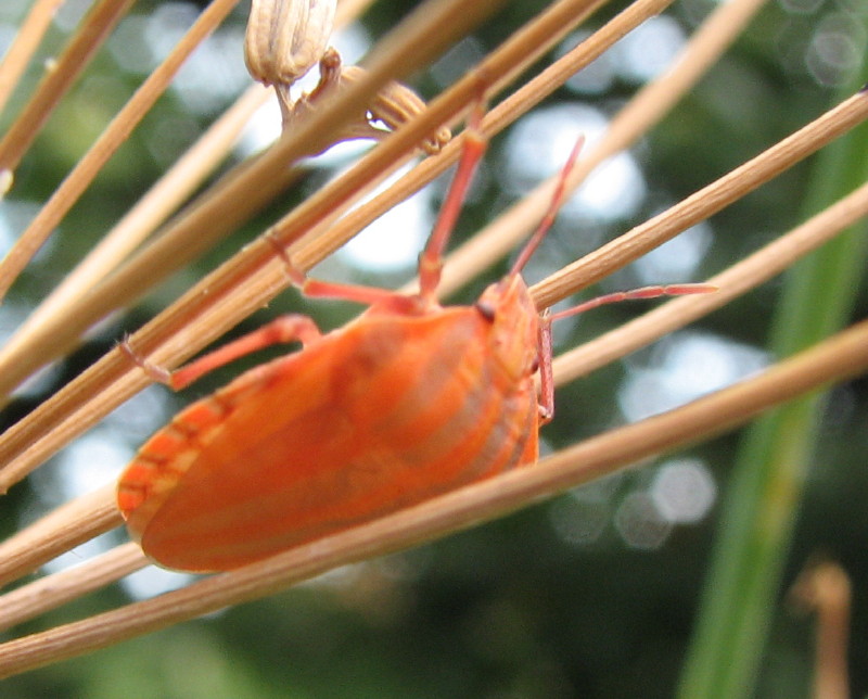 Graphosoma italicum fresco fresco...