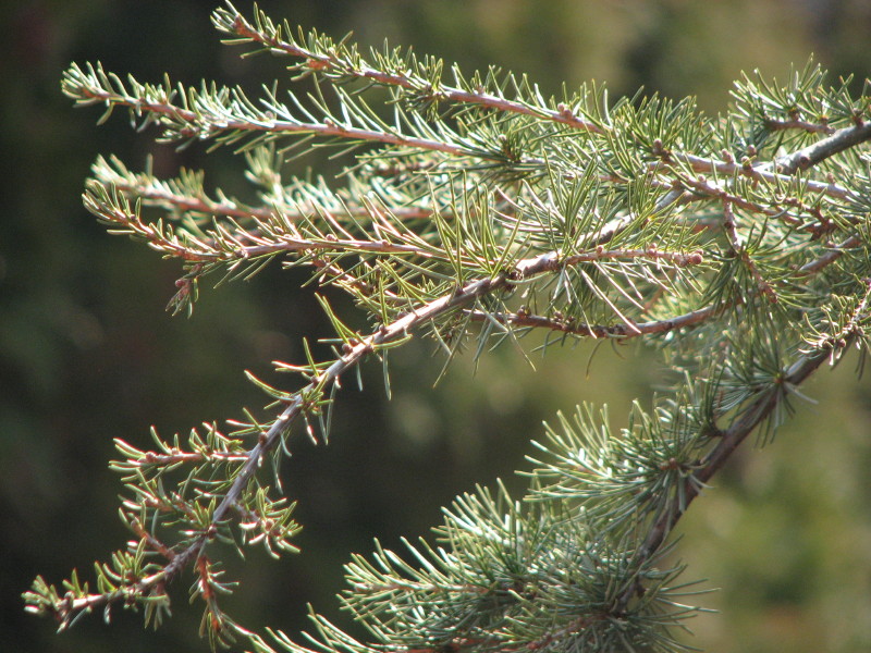 cedrus atlantica o libani?