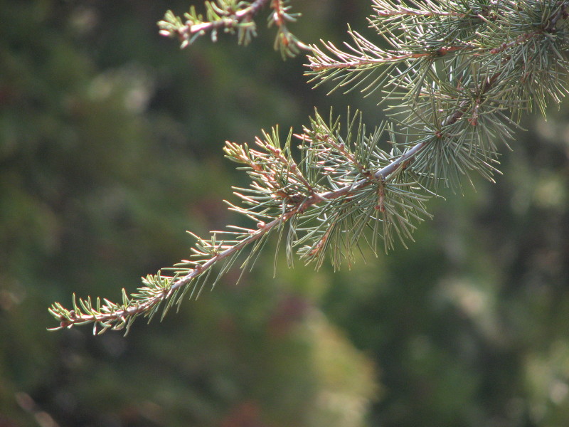 cedrus atlantica o libani?