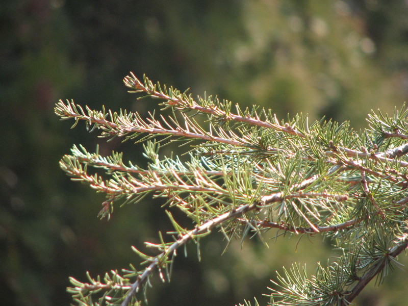 cedrus atlantica o libani?