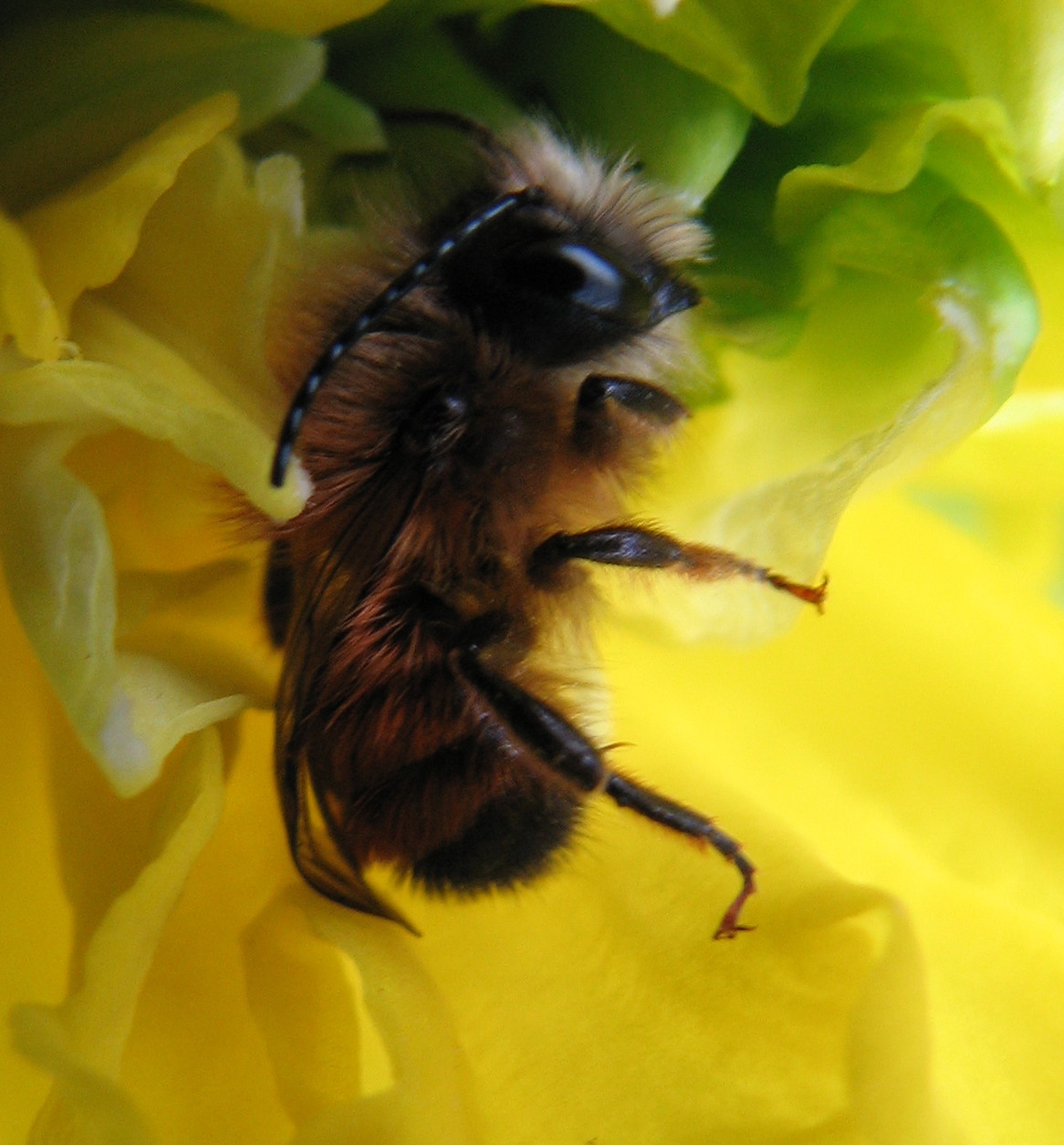 Piccolo imenottero addormentato: Osmia cfr rufa