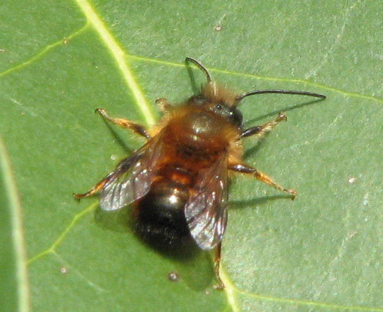 Probabile Osmia sp.