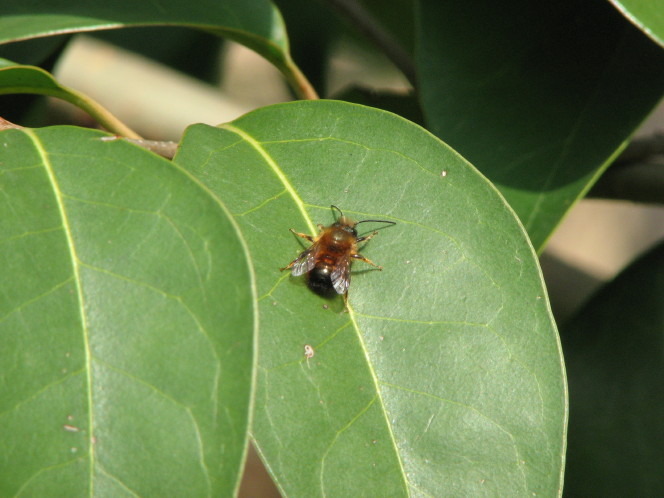 Probabile Osmia sp.