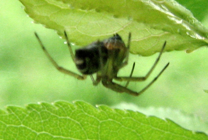 Linyphiidae