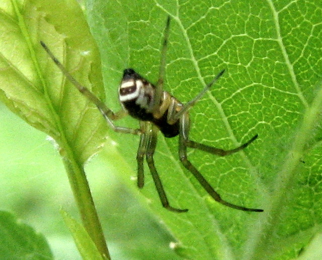 Linyphiidae