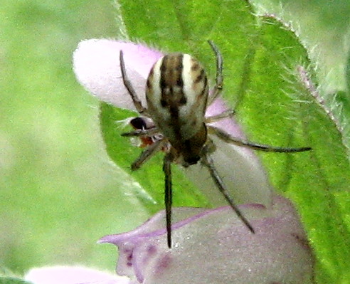 Mangora acalypha