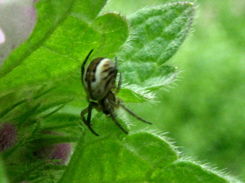 Mangora acalypha