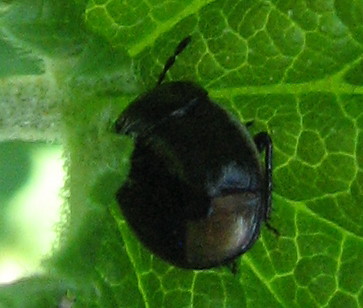 Cydnidae: Legnotus limbosus. Chiave dicotomica del Genere