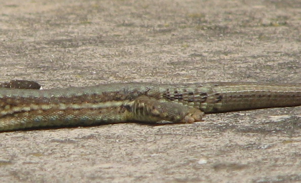 podarcis muralis con zampette strane